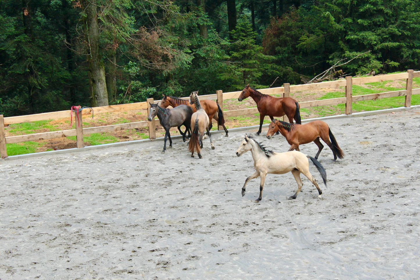 Explora y Saborea: Cabalgata de 4 Horas + Comida