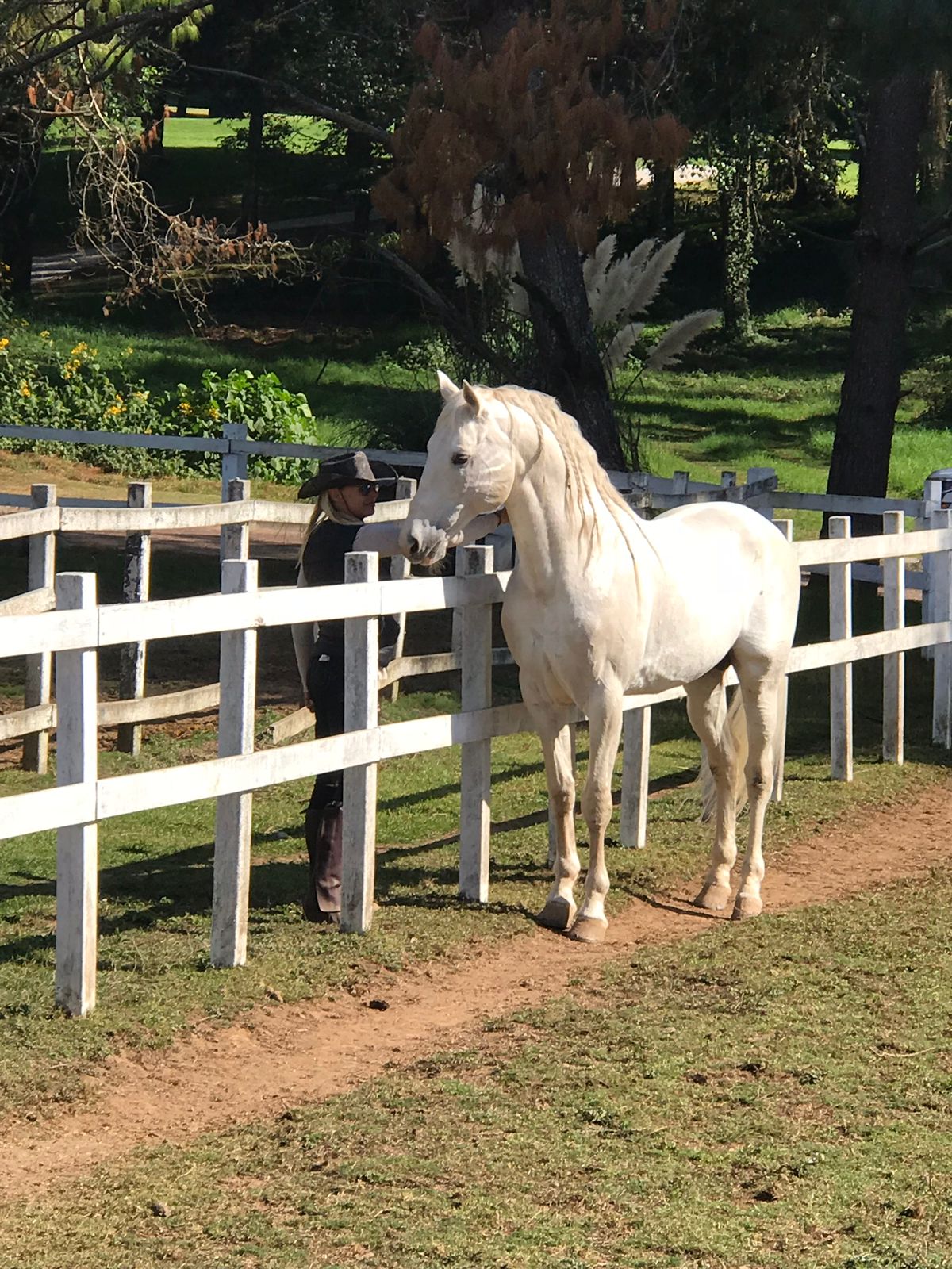 Equestrian Mastery: Salto, Dressage, Monta Vaquera