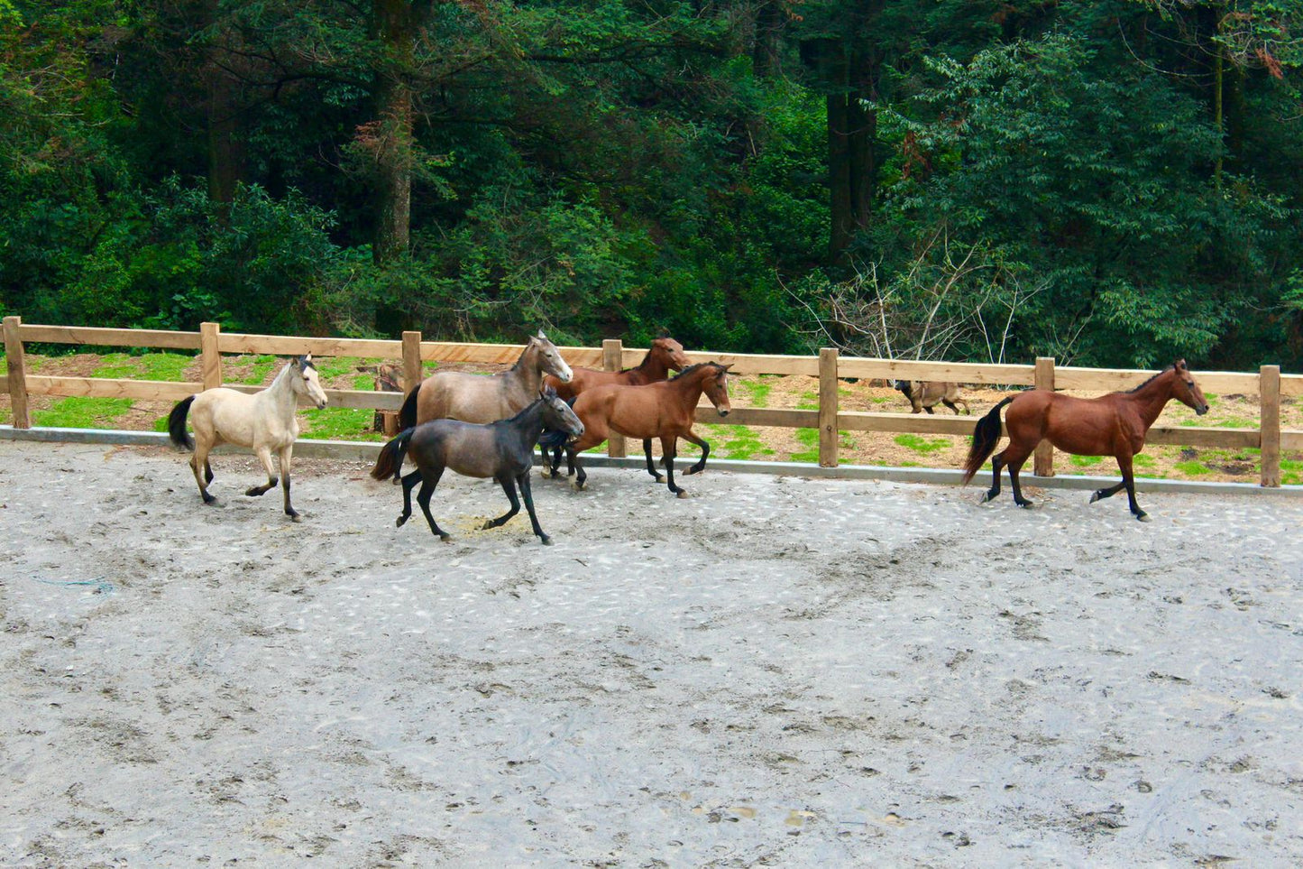 Equestrian Mastery: Salto, Dressage, Monta Vaquera