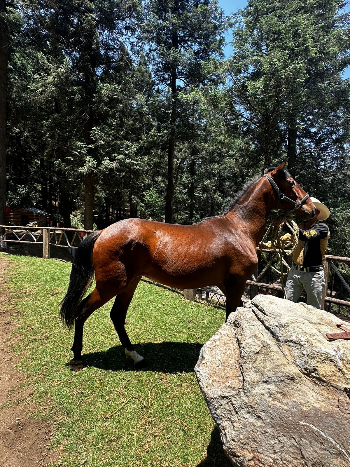 Paseo en Caballo