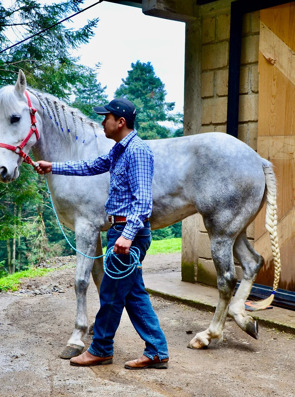 Paseo en Caballo