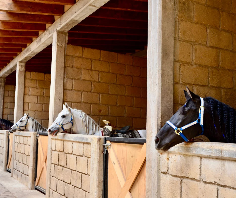 Paseo en Caballo